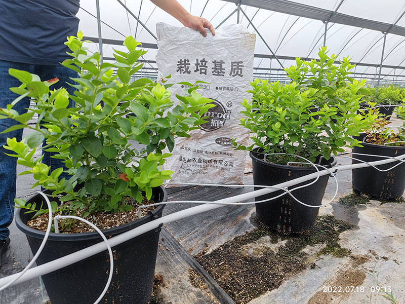 冬季茄子育苗基質穴盤育苗好